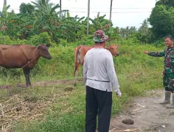 Cegah PMK, Babinsa Koramil 1404-01/Suppa Laksanakan Pemantauan Ternak Sapi Warga