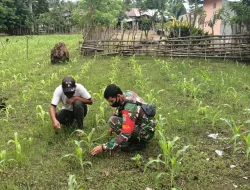 BABINSA POS RAMIL TRIPA MAKMUR MEMBANTU WARGA MERAWAT TANAMAN JAGUNG DI DESA NEUBOK YE PP