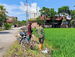 Dukung Ketahanan Pangan, Babinsa Koramil 1404-02/Mattiro Sompe Laksanakan Pemantauan Pertumbuhan Padi