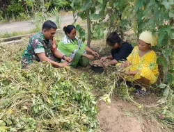 Babinsa Koramil 1404-05/Patampanua Laksanakan Pemantauan Tanaman Pangan Warga