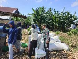 Dukung Ketahanan Pangan, Babinsa Koramil 1404-01/Suppa Bantu Warga Panen Jagung
