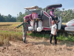 Babinsa Koramil 15/Tiro Turun ke Sawah, Dampingi Petani Panen Padi di Dayah Cot