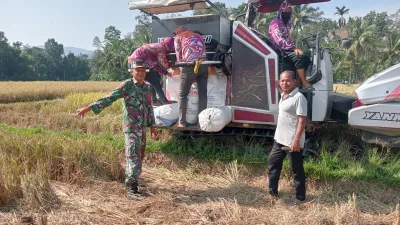 Babinsa Koramil 15/Tiro Turun ke Sawah, Dampingi Petani Panen Padi di Dayah Cot