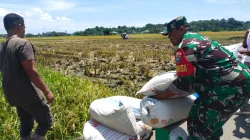 Wujud Nyata Dukung Ketahanan Pangan, Babinsa Koramil 26/Grong-Grong Bantu Petani Panen Padi di Beureuleung