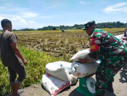 Wujud Nyata Dukung Ketahanan Pangan, Babinsa Koramil 26/Grong-Grong Bantu Petani Panen Padi di Beureuleung