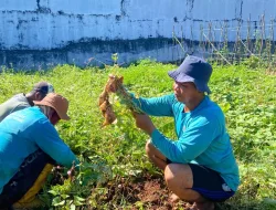 Panen 76 Kg Ubi Jalar, Lapas Banjarbaru Perkuat Kemandirian Warga Binaan