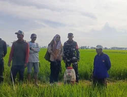 Babinsa Koramil 1404-08/Lanrisang Laksanakan Pemberantasan Hama Bersama Petani