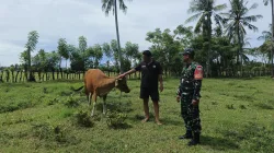Cegah PMK, Babinsa Koramil 1404-01/Suppa Pantau Hewan Ternak Warga