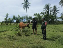 Cegah PMK, Babinsa Koramil 1404-01/Suppa Pantau Hewan Ternak Warga