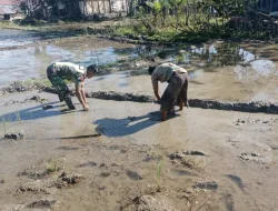 Babinsa Turun ke Sawah di Tangse, Perkuat Ketahanan Pangan dan Kedekatan TNI-Rakyat