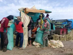 Babinsa 1405 – 04 /Soppeng Riaja Aktif Pantau Wilayah, Edukasi Operator Combine Demi Kualitas Hasil Panen