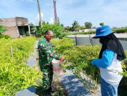 Dukung Ketahanan Pangan, Babinsa Koramil 1404-06/Duampanua Dampingi Petani Periksa Tanaman Cabai