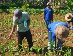 Pemberian Pupuk Jagung Manis Perkuat Ketahanan Pangan di Lapas Banjarbaru