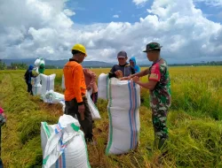 Babinsa Koramil 1404-05/Patampanua Bantu Petani Panen Padi, Wujud Dukungan Ketahanan Pangan