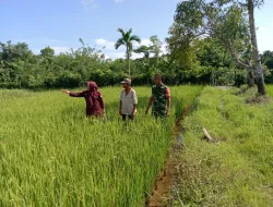Dukung ketahanan pangan Babinsa Bantu Petani Cek Tanaman Padi di sawah
