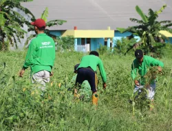 Panen Kacang Tanah di Kebun SAE, Bukti Nyata Rutan Pelaihari Dukung Kemandirian Pangan