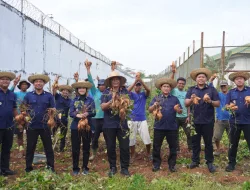 Dukung Program Ketahanan Pangan, Lapas Banjarbaru Panen 75 Kg Ubi Jalar