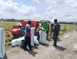 Babinsa Koramil 1404-08/Lanrisang Dampingi Petani Panen Padi