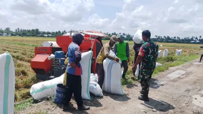 Babinsa Koramil 1404-08/Lanrisang Dampingi Petani Panen Padi