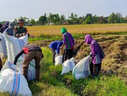 Dukung Ketahanan Pangan, Babinsa Koramil 1404-02/Mattiro Sompe Bantu Warga Panen Padi
