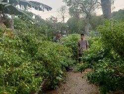 Dukung Ketahanan Pangan, Babinsa Koramil  -05/Patampanua Tinjau Tanaman Lombok Petani
