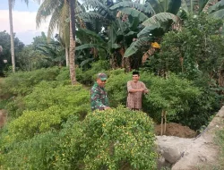 Babinsa Koramil 03/Delima Bersama Warga Gotong Royong Bersihkan Lingkungan Desa dan Semak di Sepanjang Jalan