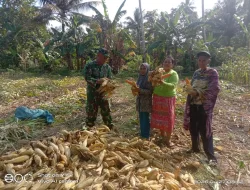 Babinsa Koramil 1404-08/Lanrisang Bantu Warga Panen Jagung, Dukung Ketahanan Pangan