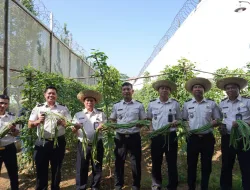 Panen 55 Kg Kacang Panjang, Lapas Banjarbaru Dukung Ketahanan Pangan Nasional