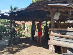 Cegah PMK, Babinsa Koramil 1404-06/Duampanua Dampingi Pemeriksaan Kesehatan Hewan Ternak