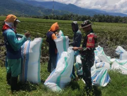 Babinsa Koramil 1404-07/Lembang Bantu Petani Panen Padi