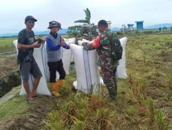 Semangat Petani, Babinsa Koramil 1404-08/Lanrisang Bantu Petani BeriPanen Padi