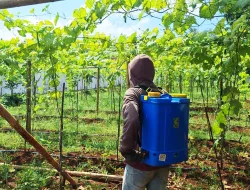 Semangat Warga Binaan Rawat Kebun SAE, Rutan Pelaihari Dorong Kemandirian Pangan
