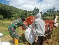 Koramil Babinsa 1405-08/T.Riaja Dampingi Panen Padi, Wujud Nyata Dukung Ketahanan Pangan