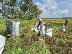 Dukung Ketahanan Pangan, Babinsa Paleteang Dampingi Petani Panen Padi di Temmasarangng