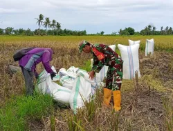 Dukung Ketahanan Pangan, Koramil 1404-02/Mattiro Sompe Dampingi Petani Panen