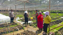 SINERGI TNI-POLRI DI KEC. LEMBANG PANTAU KETAHANAN PANGAN MELALUI PEMBIBITAN COKLAT