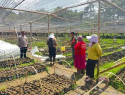 SINERGI TNI-POLRI DI KEC. LEMBANG PANTAU KETAHANAN PANGAN MELALUI PEMBIBITAN COKLAT