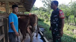 Pencegahan PMK, Babinsa Mattiro Bulu Pantau Kesehatan Sapi Warga di Desa Alitta