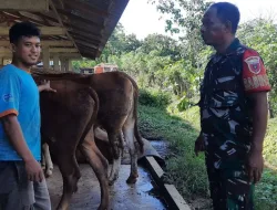 Pencegahan PMK, Babinsa Mattiro Bulu Pantau Kesehatan Sapi Warga di Desa Alitta