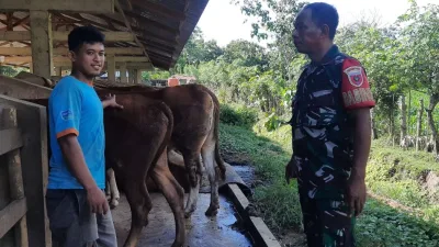 Pencegahan PMK, Babinsa Mattiro Bulu Pantau Kesehatan Sapi Warga di Desa Alitta