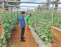 Rawat Tanaman, Asah Keterampilan: WBP Rutan Pelaihari Produktif di Kebun SAE