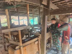 Sigap Cegah PMK, Babinsa Bentengnge Dampingi dan Pantau Ternak Sapi Warga