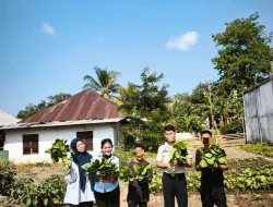 Panen Sayur Sawi, Lapas Wonreli Dorong Pembinaan Kemandirian yang Produktif