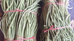Panen 17 Kilogram Kacang Panjang, Kebun SAE Rutan Pelaihari Terus Produktif Dukung Ketahanan Pangan