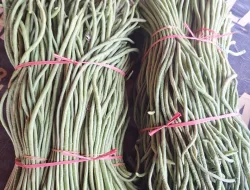 Panen 17 Kilogram Kacang Panjang, Kebun SAE Rutan Pelaihari Terus Produktif Dukung Ketahanan Pangan