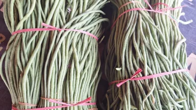 Panen 17 Kilogram Kacang Panjang, Kebun SAE Rutan Pelaihari Terus Produktif Dukung Ketahanan Pangan