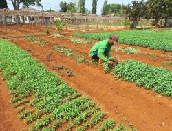 Panen 50 Ikat Kangkung, Kebun SAE Rutan Pelaihari Perkuat Produktivitas dan Pembinaan Kemandirian