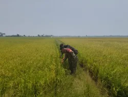 Antisipasi Gagal Panen, Babinsa Mattiro Sompe Pantau Tanaman Padi Terserang Hama