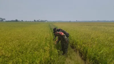 Antisipasi Gagal Panen, Babinsa Mattiro Sompe Pantau Tanaman Padi Terserang Hama