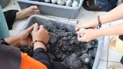 Dari Pemeraman Menuju Produk Bernilai, Warga Binaan Perempuan Rutan Pelaihari Tekuni Pembuatan Telur Asin